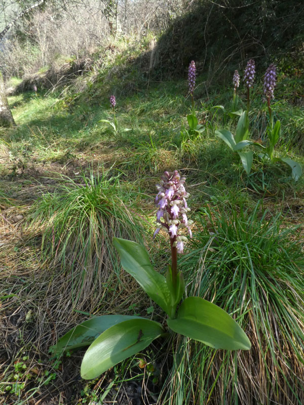 Barlia robertiana - Lago di Garda (VR)